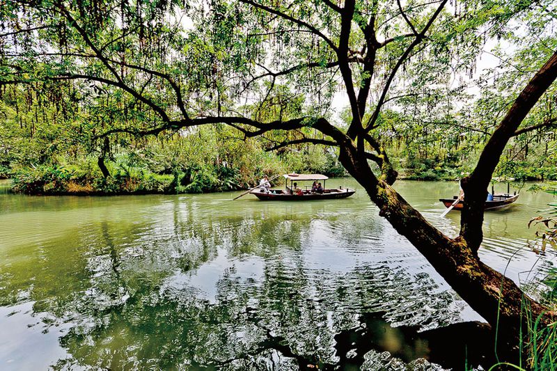 A traditional wooden rowboat poled by a boatman through a narrow channel lined with tall reeds at Xixi Wetland